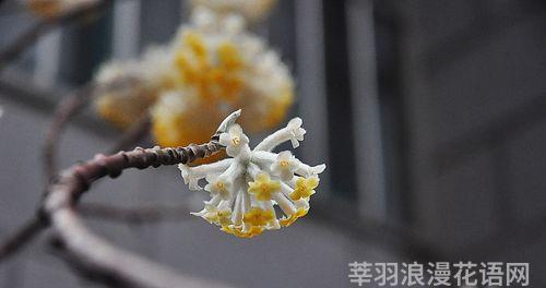 传说中的结香花语与故事（神秘花语与古老传说） 