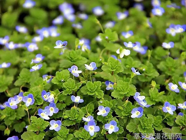 几种室内花卉植物的养殖方法（100种常见室内绿植）(17)