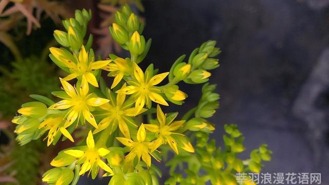 几种室内花卉植物的养殖方法（100种常见室内绿植）(77)