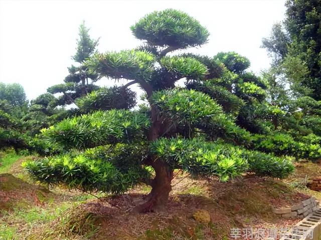 几种室内花卉植物的养殖方法（100种常见室内绿植）(72)