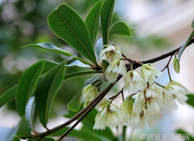 几种室内花卉植物的养殖方法（100种常见室内绿植）(73)