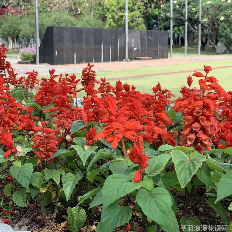 花语故事大全_花语故事会_花语故事