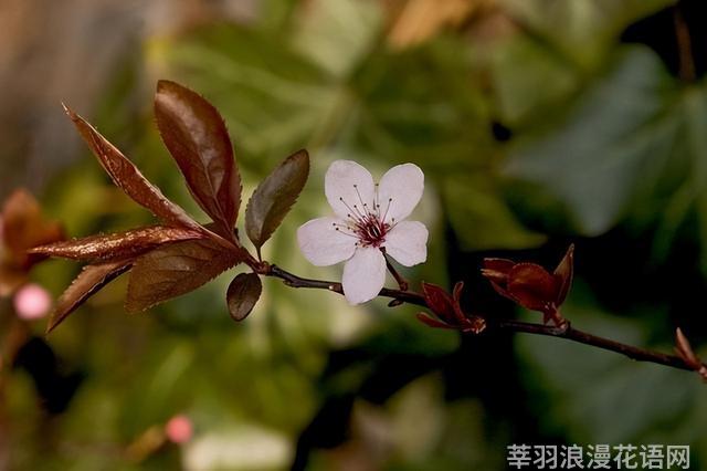 几种室内花卉植物的养殖方法（100种常见室内绿植）(35)