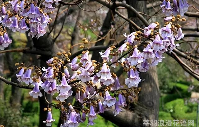 几种室内花卉植物的养殖方法（100种常见室内绿植）(90)