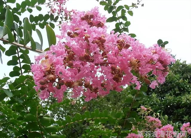 几种室内花卉植物的养殖方法（100种常见室内绿植）(37)