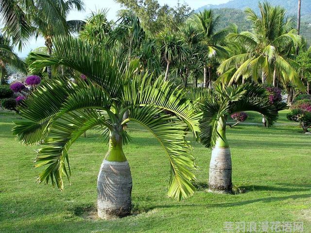 几种室内花卉植物的养殖方法（100种常见室内绿植）(15)