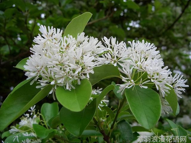 几种室内花卉植物的养殖方法（100种常见室内绿植）(16)