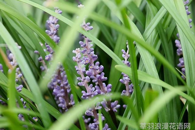 几种室内花卉植物的养殖方法（100种常见室内绿植）(79)