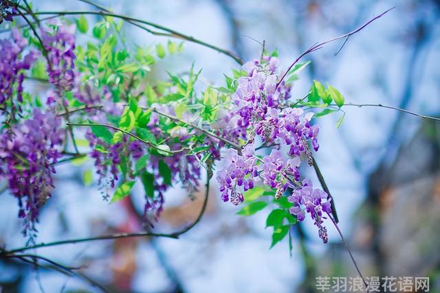 几种室内花卉植物的养殖方法（100种常见室内绿植）(57)