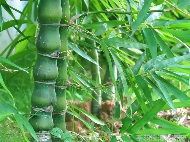 几种室内花卉植物的养殖方法（100种常见室内绿植）(48)