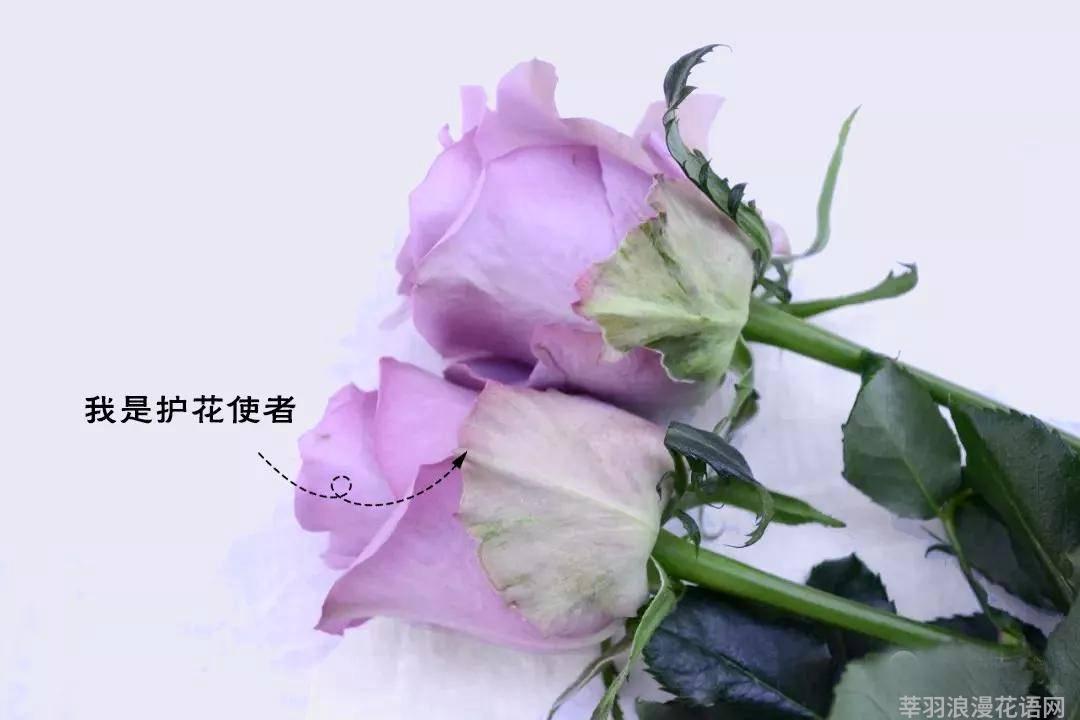 剑兰花鲜花养护_鲜花养护_鲜花养护小知识