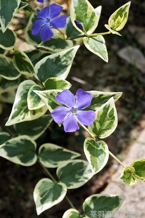 几种室内花卉植物的养殖方法（100种常见室内绿植）(41)