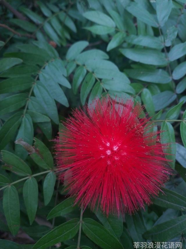 几种室内花卉植物的养殖方法（100种常见室内绿植）(54)