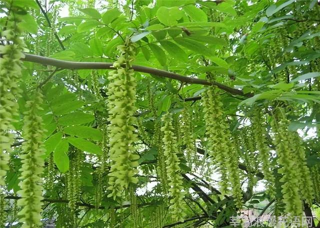 几种室内花卉植物的养殖方法（100种常见室内绿植）(47)