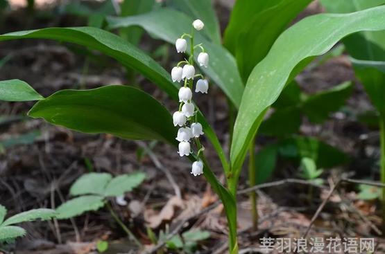 铃兰花图片_铃兰花_铃兰花语和寓意